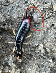 Armadilloniscus ellipticus