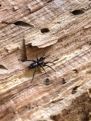 Herpyllus ecclesiasticus