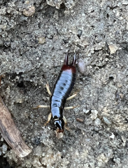 Armadilloniscus ellipticus