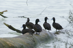 Aythya novaeseelandiae