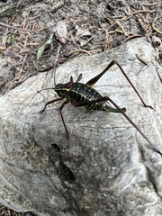 Barbitistes serricauda