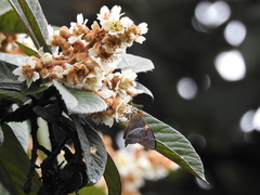 Aguna asander asander