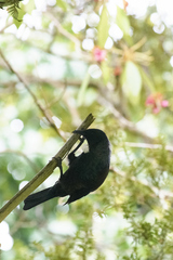 Prosthemadera novaeseelandiae