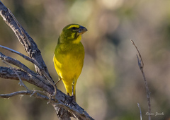 Crithagra sulphurata