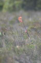 Watsonia tabularis