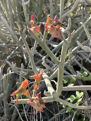 Euphorbia lomelii