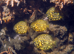 Cleidopus gloriamaris