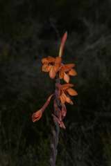 Watsonia tabularis