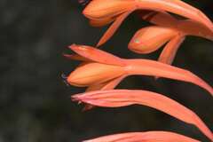 Watsonia tabularis