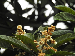 Macrocneme chrysitis