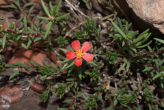 Portulaca kermesina