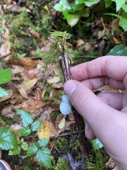 Marasmiellus candidus