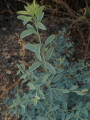 Maerua decumbens