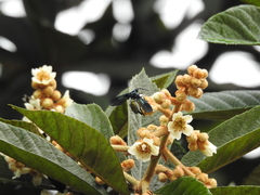 Macrocneme chrysitis