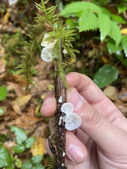 Marasmiellus candidus
