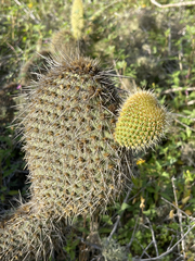 Opuntia pycnantha