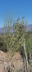 Ephedra chilensis