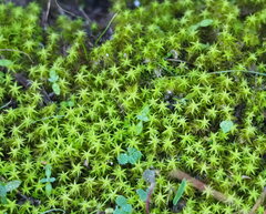 Tortella squarrosa