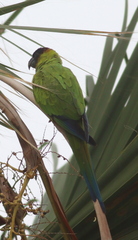 Aratinga nenday