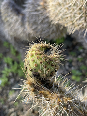 Opuntia pycnantha