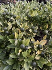 Citrus × microcarpa