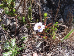 Adenandra uniflora