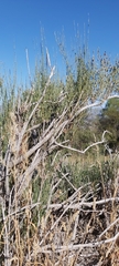 Ephedra chilensis