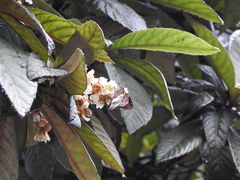 Aguna asander asander