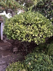 Citrus × microcarpa