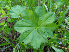 Alchemilla