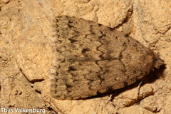 Autophila cataphanes