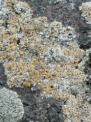 Rhizoplaca subdiscrepans