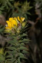 Aspalathus cordata