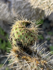 Opuntia pycnantha