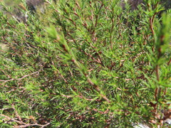 Cliffortia atrata