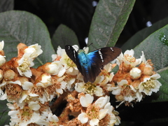 Astraptes fulgerator azul