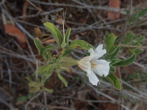 Image of White Petalbush (Petalidium aromaticum) by (c) agujaceratops, some rights reserved (CC BY)
