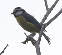 Cyanistes teneriffae