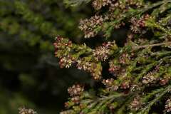 Passerina corymbosa