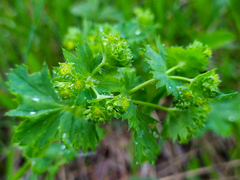 Alchemilla