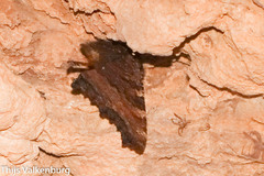 Nymphalis polychloros