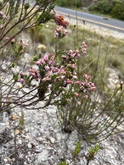 Erica excavata