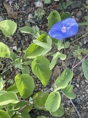 Jacquemontia abutiloides