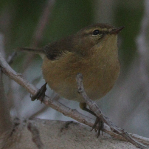 Mosquitero canario (Phylloscopus canariensis)