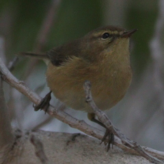Phylloscopus canariensis