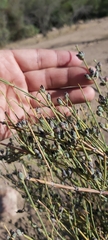 Ephedra chilensis
