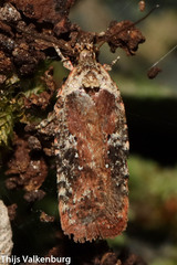 Agonopterix purpurea