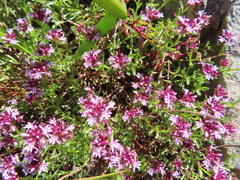 Lobelia jasionoides