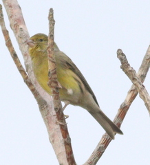 Serinus canaria