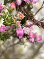 Erica excavata